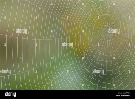 Spider web with dew Stock Photo - Alamy