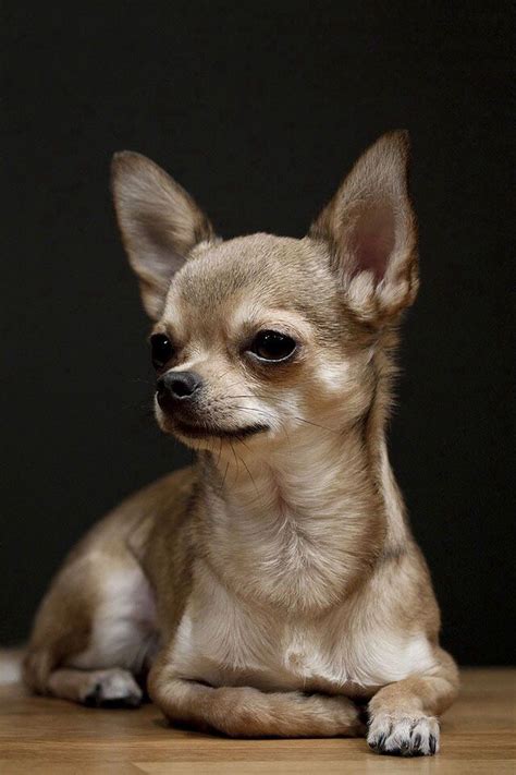 Sign in | Chihuahua puppies, Dog love, Cute dogs