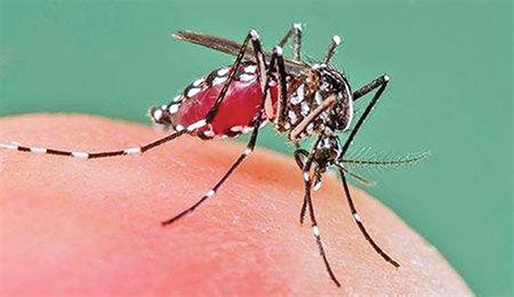 Over 240 dengue cases in K’gala | Sunday Observer