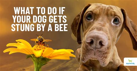 Dog Bee Sting? Here’s What To Do - Dogs Naturally