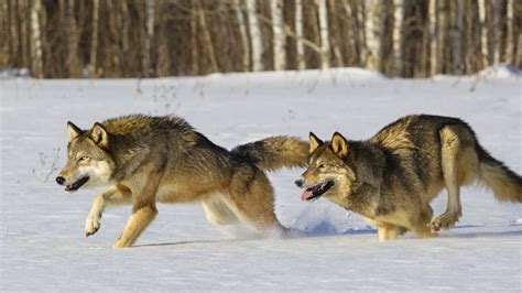 40 Fascinating Wolf Facts - Superior Facts - The Real and Quick ...