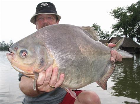 Big Fishes of the World: PACU (Piaractus mesopotamicus)