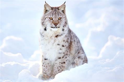 White lynx, cat, wild wallpaper | Snow animals, Animals, Lynx