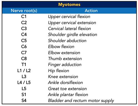 Myotomes Of Lower Limb