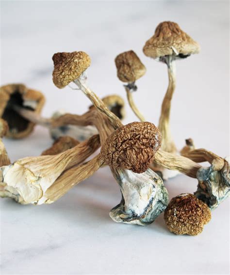 Buy Golden teacher mushroom online. | Golden teacher mushroom for sale