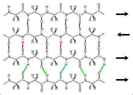 Beta Sheet Structure