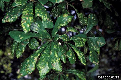 oak leaf blister (Taphrina caerulescens)