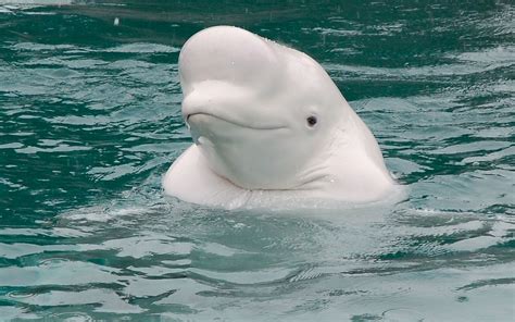 First-Ever Beluga Whale Sanctuary to Open in Iceland! | Beluga whale ...