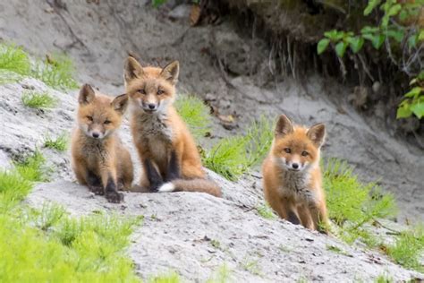 Fox Babies | Baby Foxes Are Called Kits - All Things Foxes