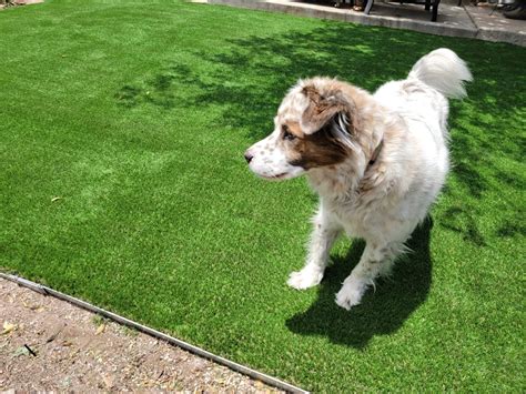 Pros and Cons of Artificial Grass with Dogs - Artificial Turf Factory Outlet