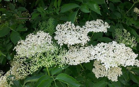 Elderflower / Elderberry: Foraging for culinary and medicinal use ...