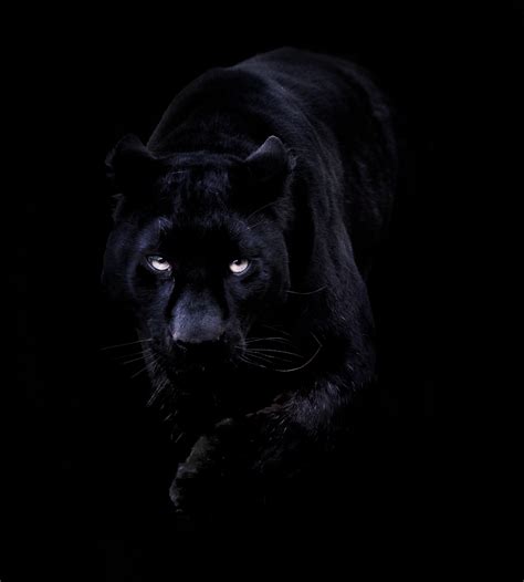 Full Hd Black Panther Wallpaper 3d - x-anythingcouldhappen-x