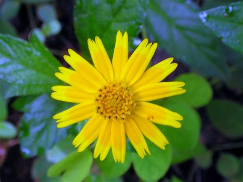 Singapore Daisy (Wedelia trilobata) Growing & Care Guide for Gardeners