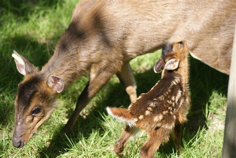 Mother and baby Muntjac Deer | Martin Hicks | Flickr