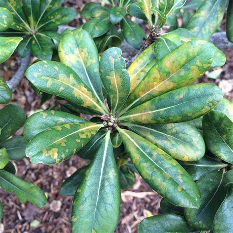 Cercospora leaf spot of Japanese pittosporum (Pittsporum tobira), caused by Cercospora ...