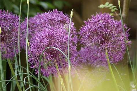 Autumn Bulb Planting Guide – Glenmore Hedging