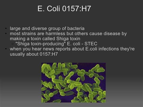 Escherichia Coli 0157 H7