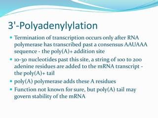 Polyadenylation | PPT