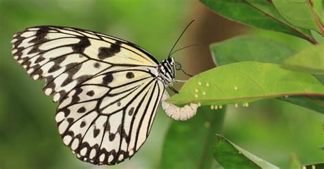 Butterfly Eggs vs. Aphids: How To Tell Them Apart - A-Z Animals