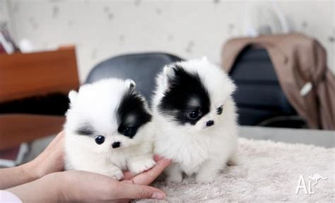 Home Trained White Micro Tiny Teacup Pomeranian Puppies Available for Sale in WARRNAMBOOL ...