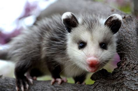 15 Things You Didn't Know About Opossums - WorldAtlas