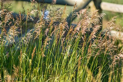 Smooth Brome - Rocky Mountain Biological Laboratory