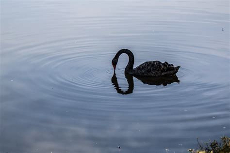 A Black Swan in a Lake · Free Stock Photo