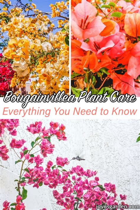 Bougainvillea Plant Care: Top Tips For Growing Bougainvillea