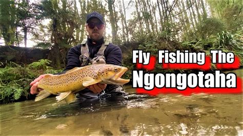 Fly Fishing the Ngongotaha Stream. - YouTube