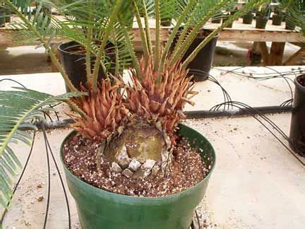 Sago Palm - Cycas Revoluta - Seed Collecting & Germination - Texas Riviera | Sago palm, Sago ...