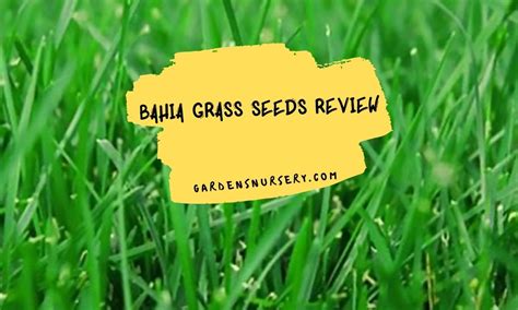 Bahia Grass Seeds Review | GARDENS NURSERY