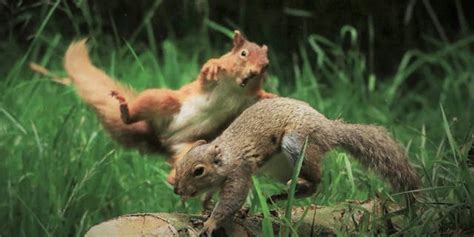 Red squirrel launches itself at grey squirrel in viral photo - Big World Tale