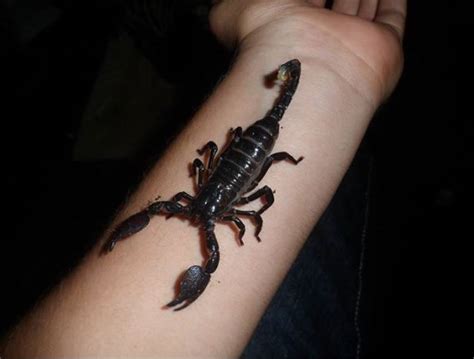 The emperor scorpion, Pandinus imperator, native to rainforests and ...