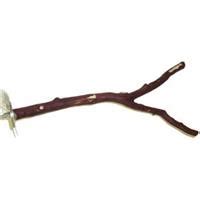 Manzanita Branched Perch 10″ – West Coast Tropical