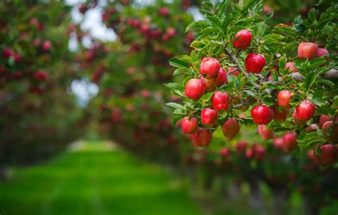 Fruit Tree Orchard : How Far Apart Should Olive Trees Be? | tilamuski