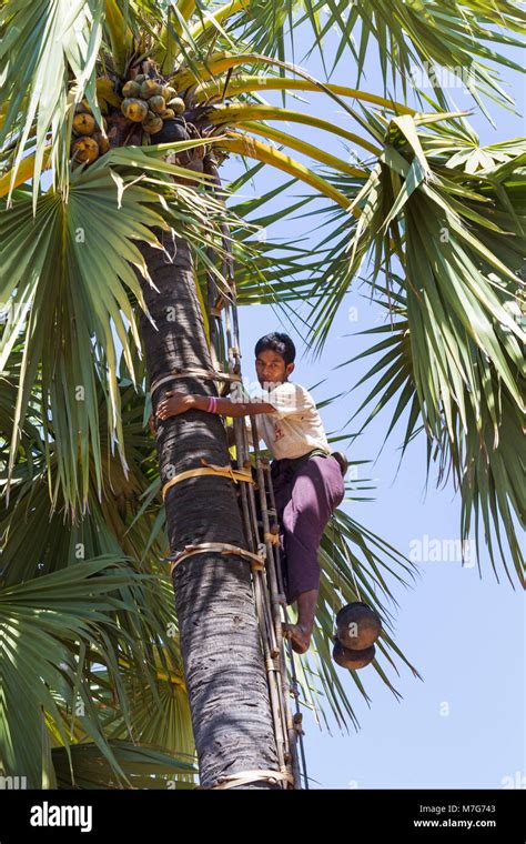 Daily life in Myanmar - toddy tree climber climbing toddy palm tree at Bagan, Myanmar (Burma ...