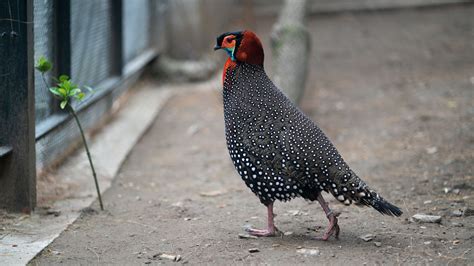 The western tragopan dresses the part when pursuing a mate