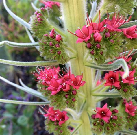 Echium wildpretii, a tale of survival - Plant Lust