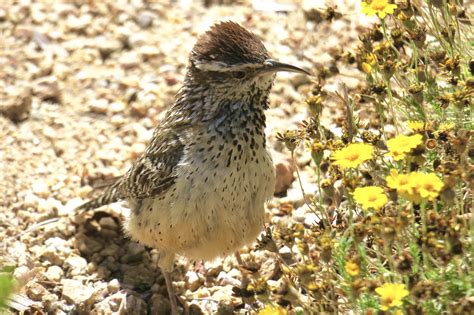 SEE THE USA – SCOTTSDALE, ARIZONA, PART 6: DESERT BIRDS – CACTUS WRENS AND WOODPECKERS – Chasing ...