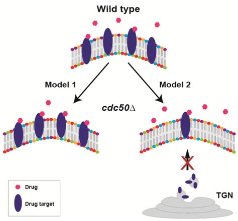 Figure 2 Lipid flippase-mediated antifungal drug resistance