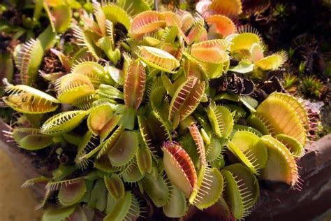 21 Types Of Carnivorous Plants (+ How to Care For Them)