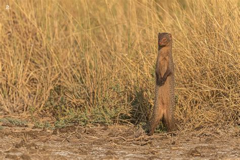 The Indian Grey Mongoose: The Cobra’s Nemesis | Roundglass | Sustain