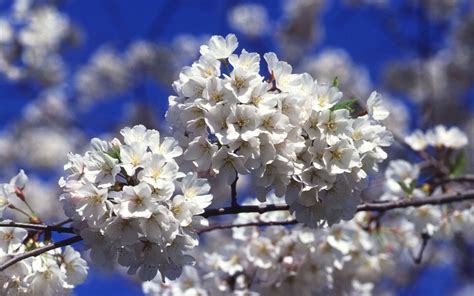 Washington DC Cherry Blossom Wallpaper - WallpaperSafari