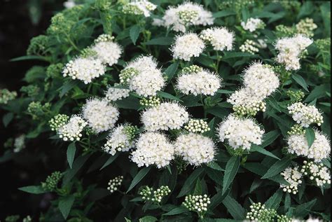 Pin on Flowering Perennials