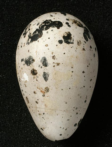 Great Auk Egg Photograph by Natural History Museum, London/science Photo Library - Fine Art America