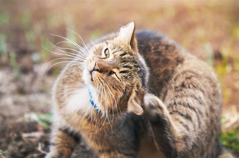 Intestinal Lymphoma in Cats: Can My Cats Survive? - Petsepark.com