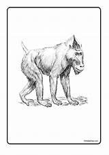 Free Printable Baboon Coloring Pages PDF For Kids And Adults sketch template