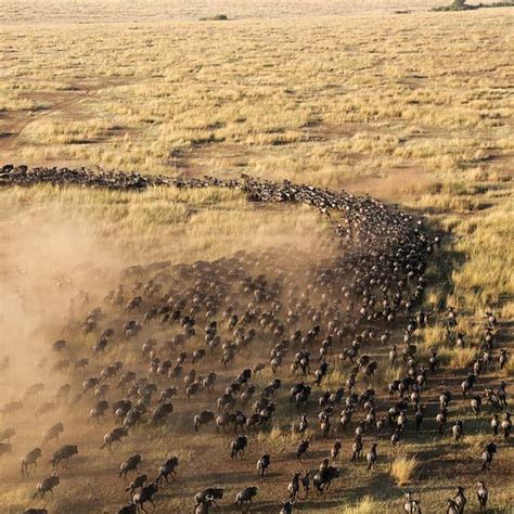 All about wildebeest migration | Serengeti | Maasai Mara Reserve