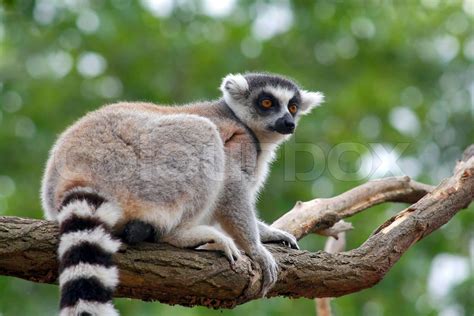 Lemur Catta | Stock image | Colourbox