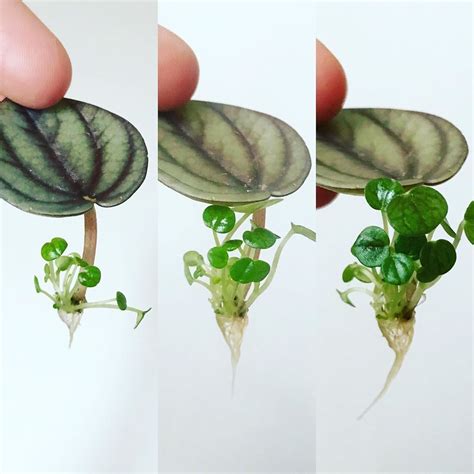 🌿houseplantfairy🌿 on Instagram: “Peperomia Albovittata 🌿 I propagated this peperomia leaf in a ...